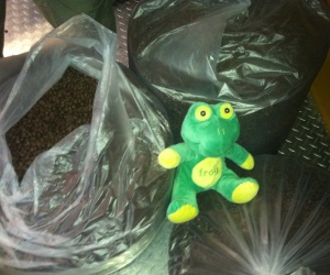 Frog Q With All The Coffee