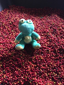 Frog Q inspects the Cherry